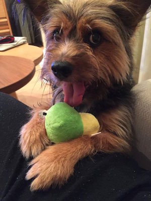 Dog Shelter | 〔1503T05〕ヨークシャテリアミックス オス 6才 体重8kg